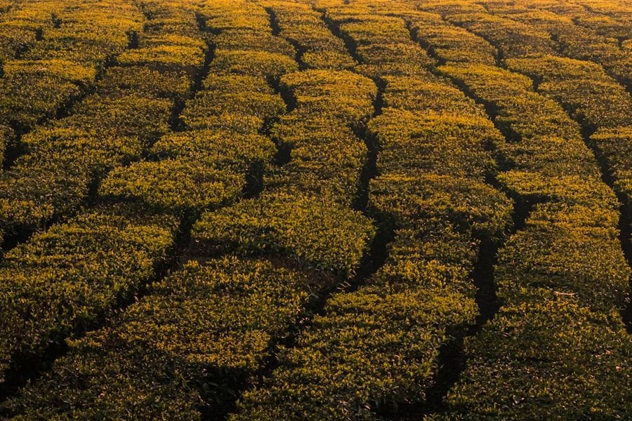 Rows of black tea leaves drying in an Assam estate yard