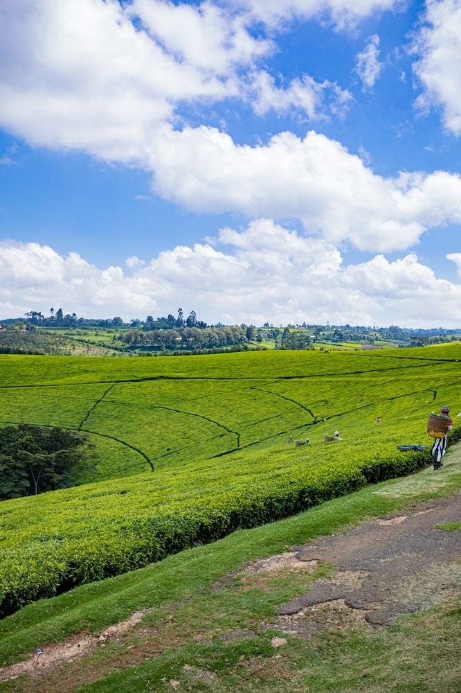 Tea plantation in Assam at sunrise with workers handpicking fresh leaves